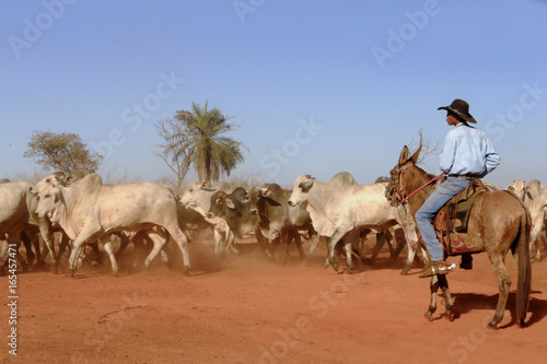 Fazenda de gado © Cesar Machado