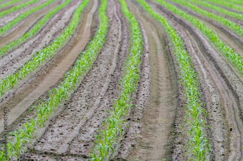 young growing corn trees