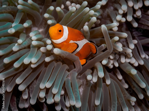 Clown anemone fish(Nemo) in anemone
