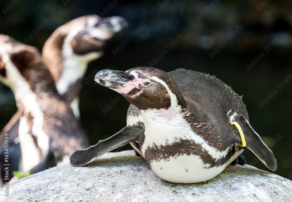Obraz premium Humboldt Pinguin - Spheniscus humboldti