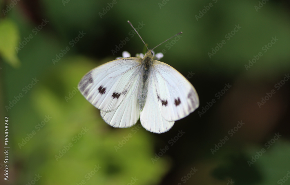 Obraz premium Small white butterfly (pieris rapae) 