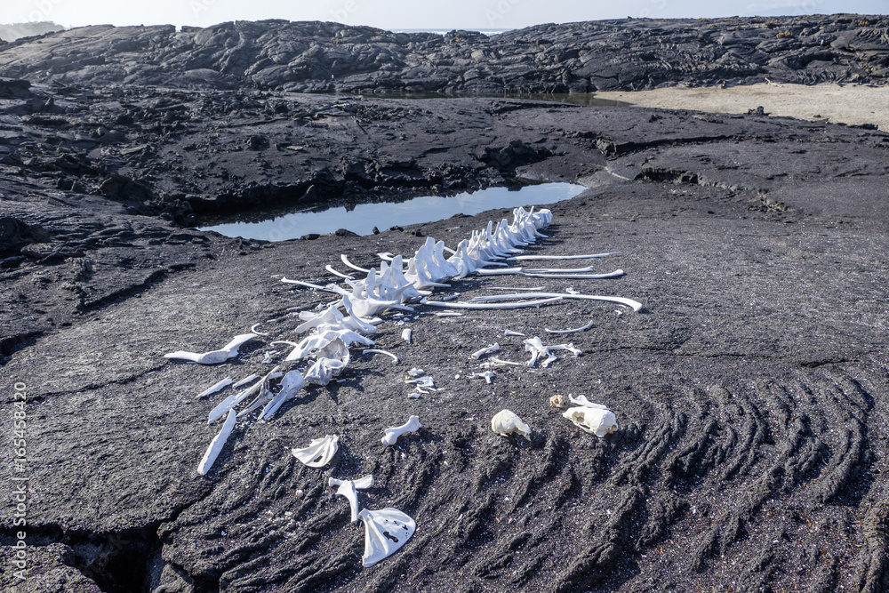 Fototapeta premium Szkielet wieloryba Galapagos