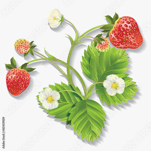Vector realistic illustration of strawberry with leaves