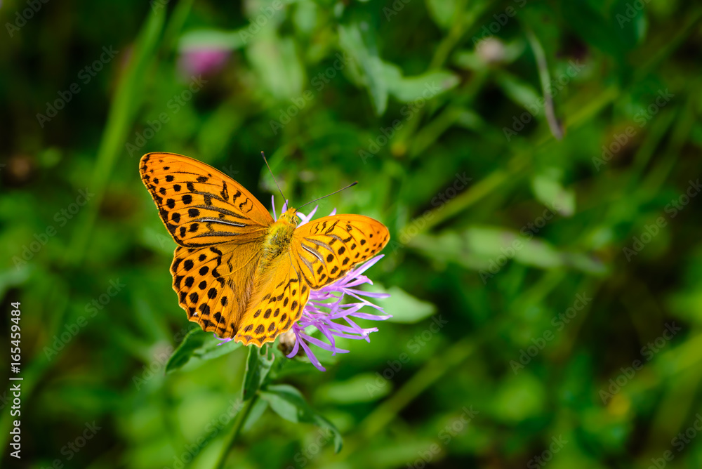Obraz premium Butterfly fritillary with open orange wings with dots dotted on a flower