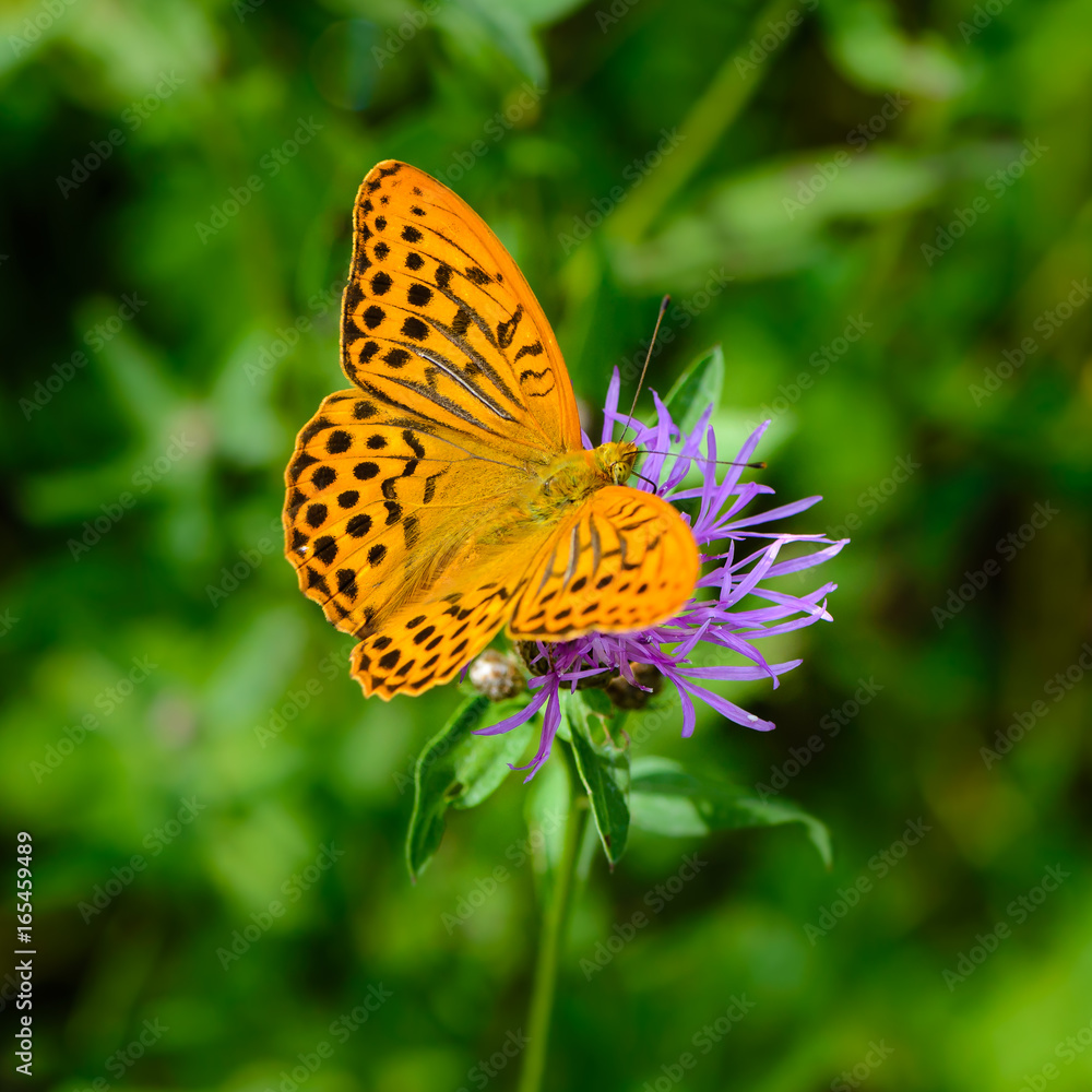 Obraz premium Butterfly fritillary with open orange wings with dots dotted on a flower