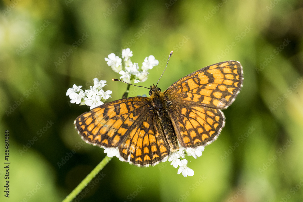 Melitaea Athalia Melitaea Athalia