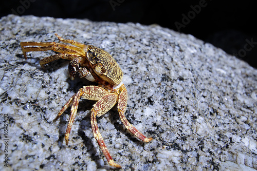 A litter crab on rock