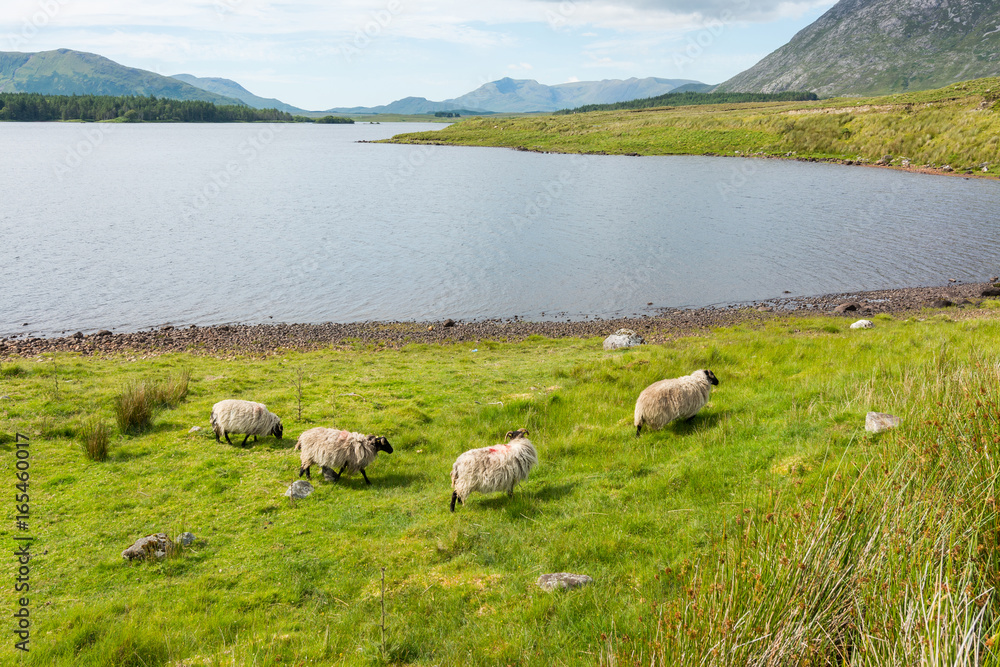 Fototapeta premium Landascapes of Ireland. Sheep grazing, Connemara in Galway county