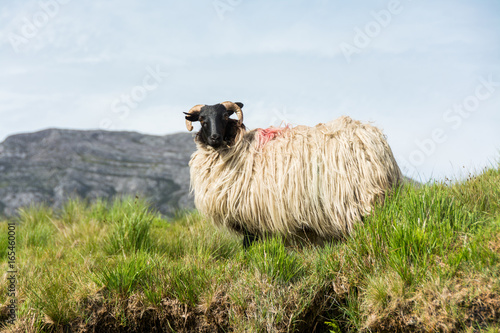 Landascapes of Ireland. Sheep grazing, Connemara in Galway county photo