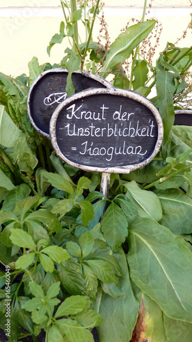 Unsterblichkeitskraut Jiaogulan mit Schild