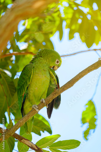 The parrot on tree.