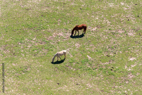 Horses from above