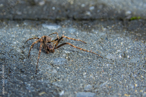 a common house spider walking