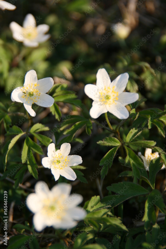 Blumen Blumen