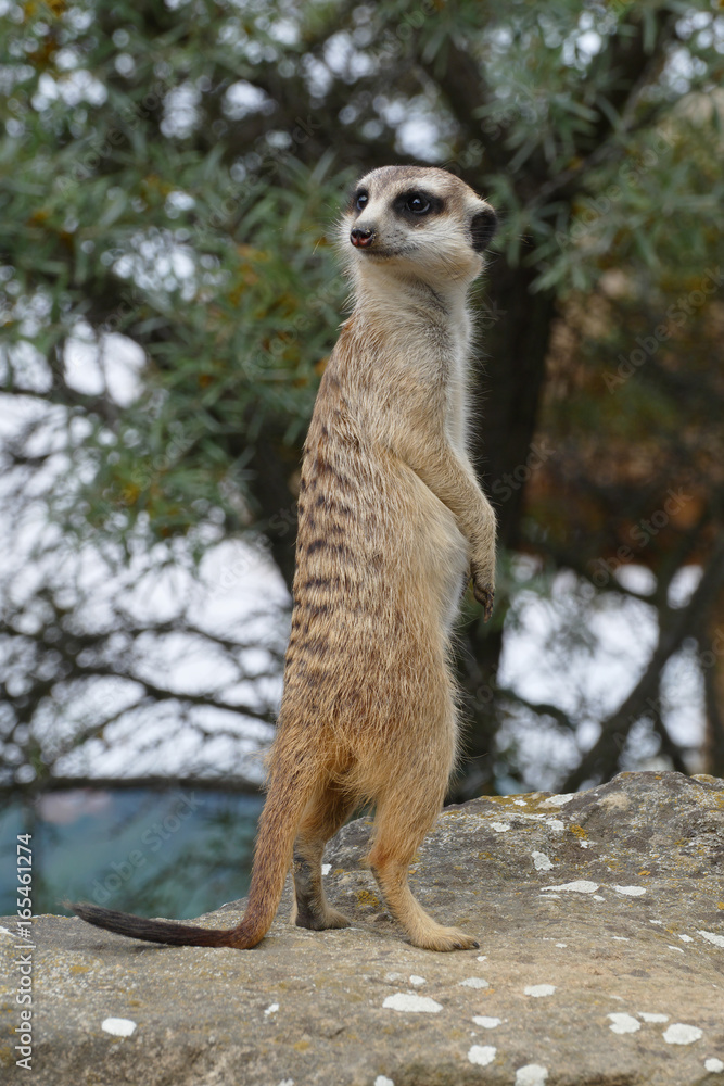 Fototapeta premium meerkat