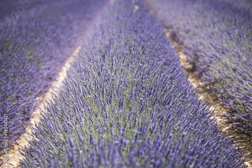 Campi di lavanda, dettagli e geometrie