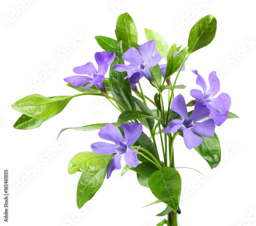 Bouquet of blue periwinkle (Vinca minor) isolated on white background