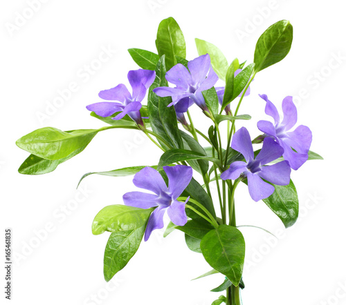 Obraz na plátně Bouquet of blue periwinkle (Vinca minor) isolated on white background