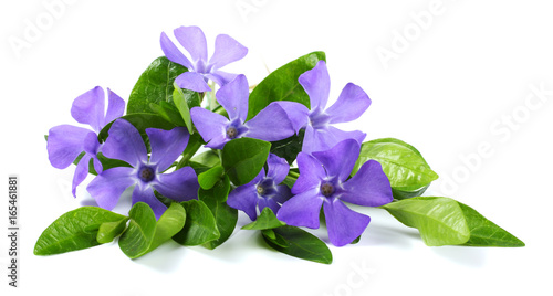 Canvas Print Bouquet of blue periwinkle (Vinca minor) isolated on white background
