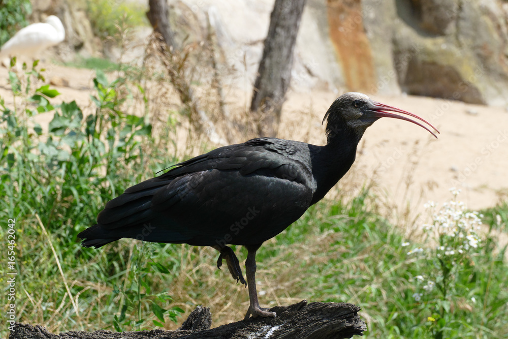 Obraz premium black ibis