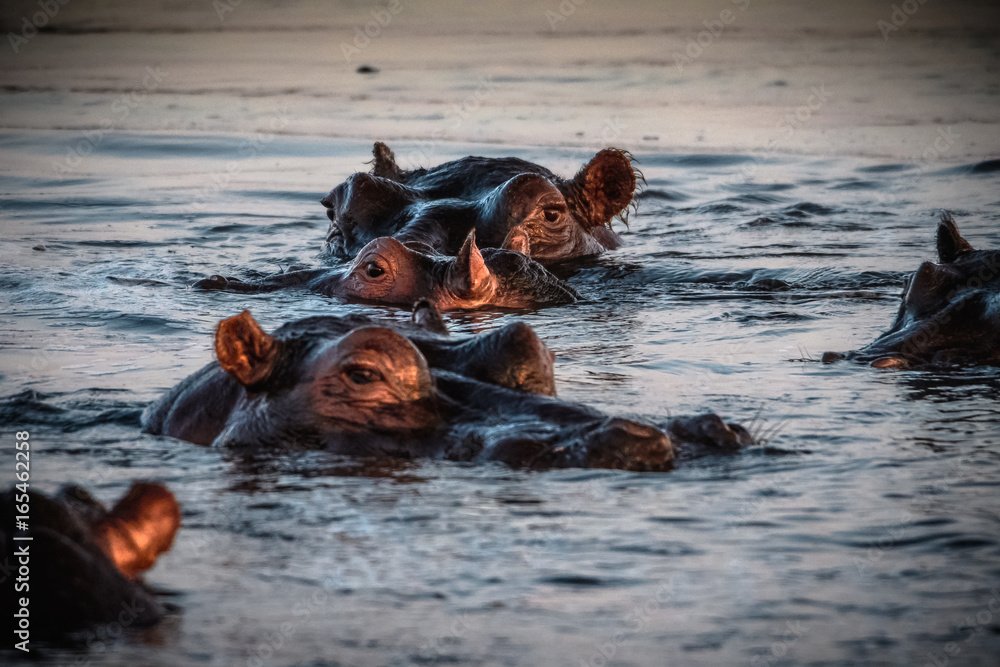Fototapeta premium Botswana Wildlife