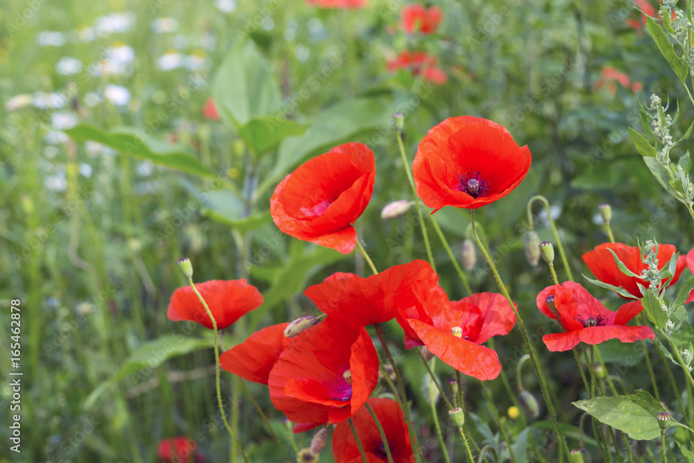 Naklejka premium Opium poppy papaver somniferum flower