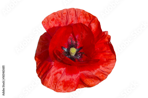 Fototapeta Naklejka Na Ścianę i Meble -   Red poppy isolated on white background