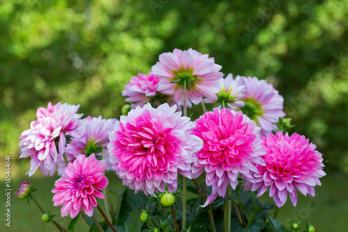 Fototapeta Naklejka Na Ścianę i Meble -  Pink dahlia bouquet isolated on green.