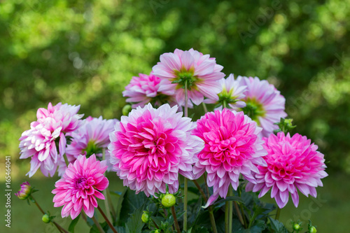 Pink dahlia bouquet isolated on green.