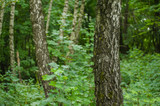 Forest vegetation