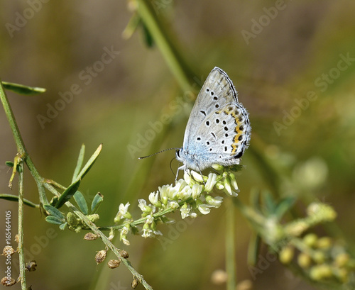 Wallpaper Mural Plebejus Argyrognomon  Torontodigital.ca