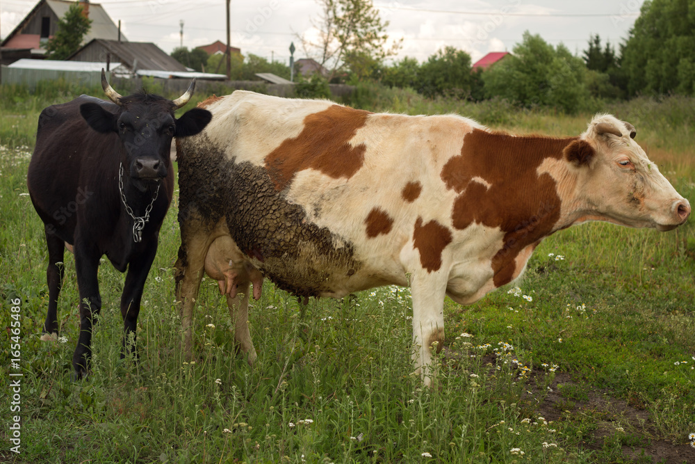 two cows graze on the farm in the summer two cows graze on the farm in the summer