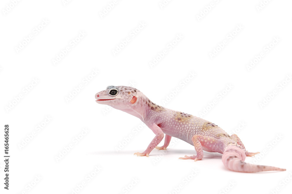 Fototapeta premium Leopard Gecko isolated on white background
