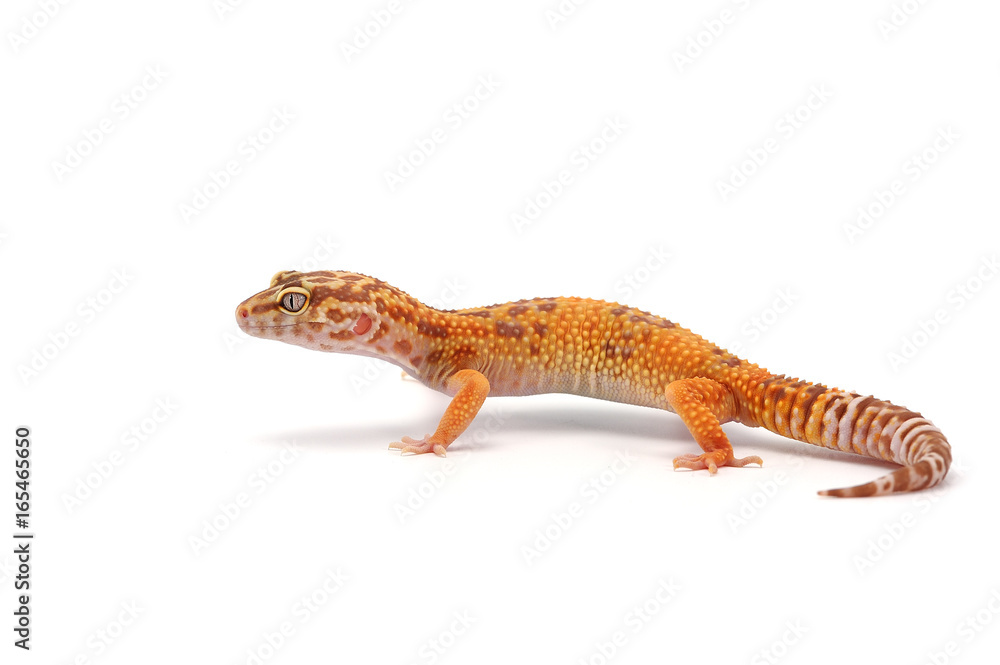 Fototapeta premium Leopard Gecko isolated on white background