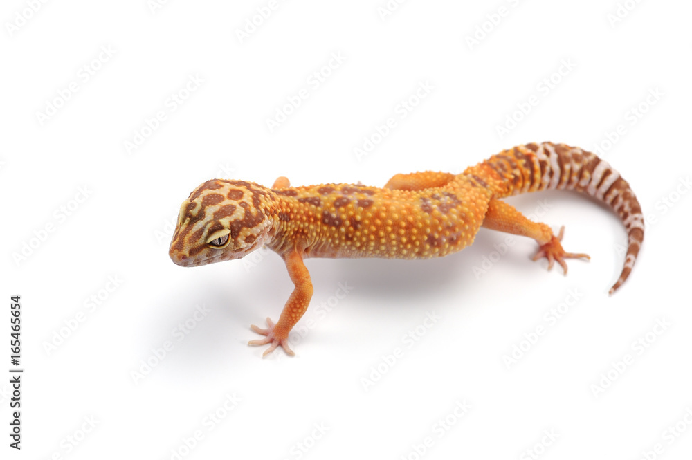 Naklejka premium Leopard Gecko isolated on white background