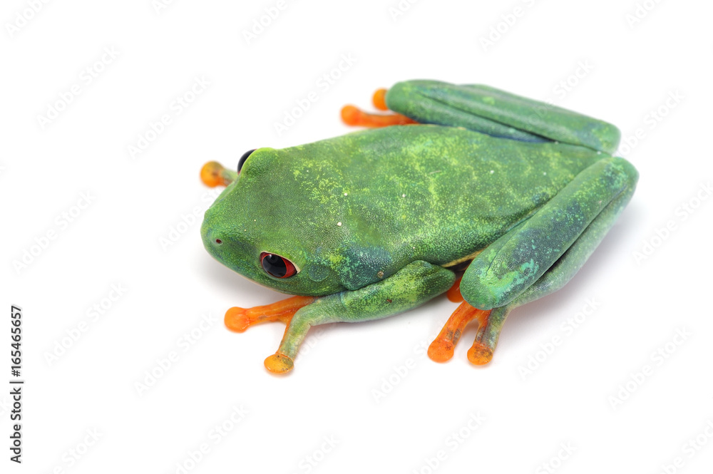 Obraz premium Red eyed tree frog isolated on white background