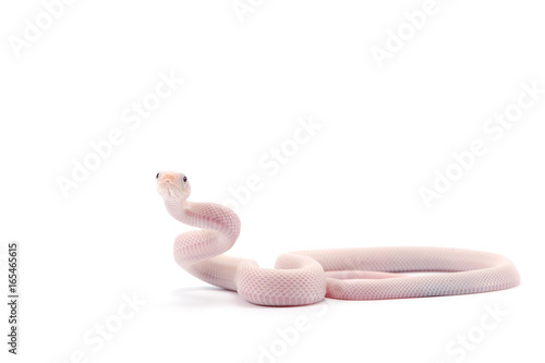 White rat snake isolated on white background