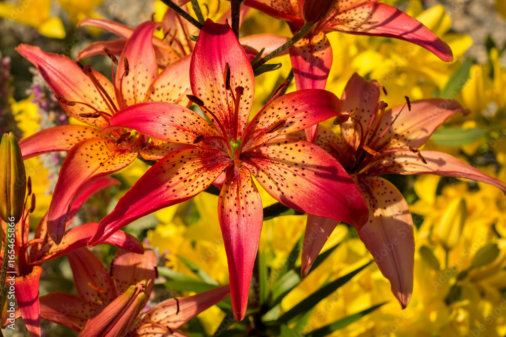 three blooming tiger lilies on a background of yellow flowering lilies in the garden three blooming tiger lilies on a background of yellow flowering lilies in the garden