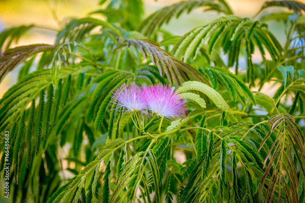 Beautiful pink powderpuff tree flowers, Calliandra surinamensis ...