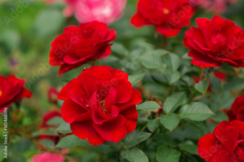 beautiful blooming red rose bushes in a garden