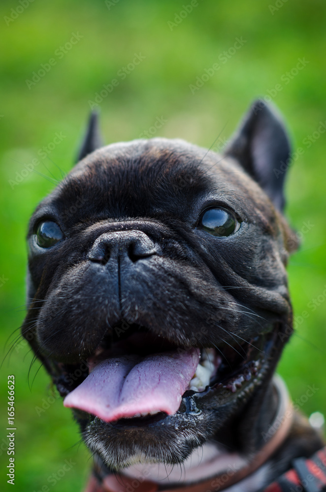 Fototapeta premium French bulldog close-up