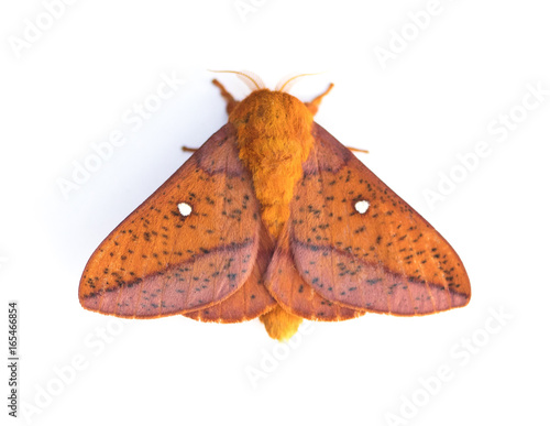 Pink Striped Oakworm Moth on a White Background photo