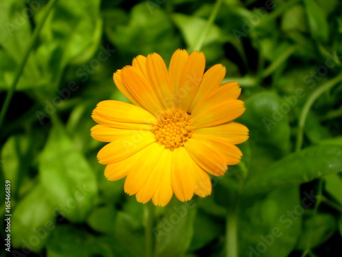 Photography of orange flower on blurred green and black background