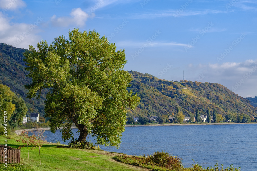 Baum am Rhein