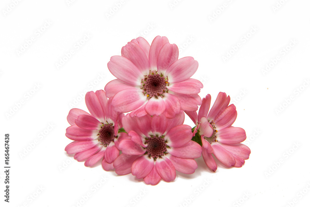 flowering pink cineraria isolated