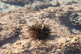 Sea Hedgehog in shallow water