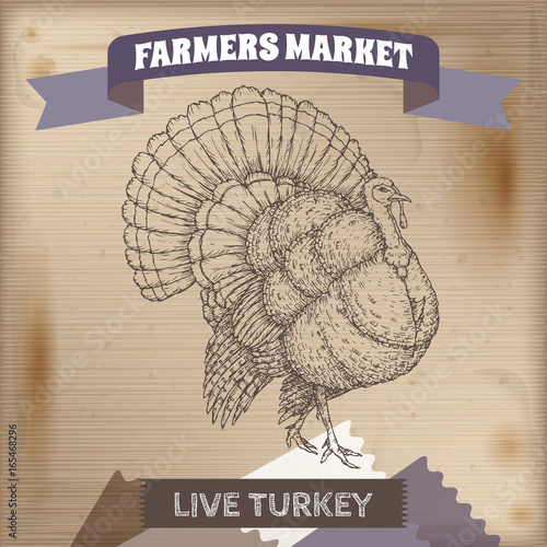 Farmers market label with live domestic turkey sketch.