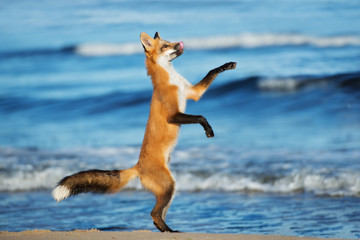 Wandcirkels Vos Speelse jonge vos op zandstrand  © otsphoto