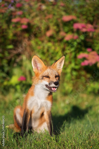 young happy fox sitting on grass © otsphoto