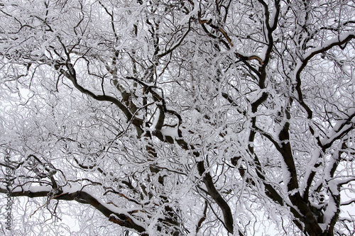 Verschneiter Baum im Winter © Anke Thomass